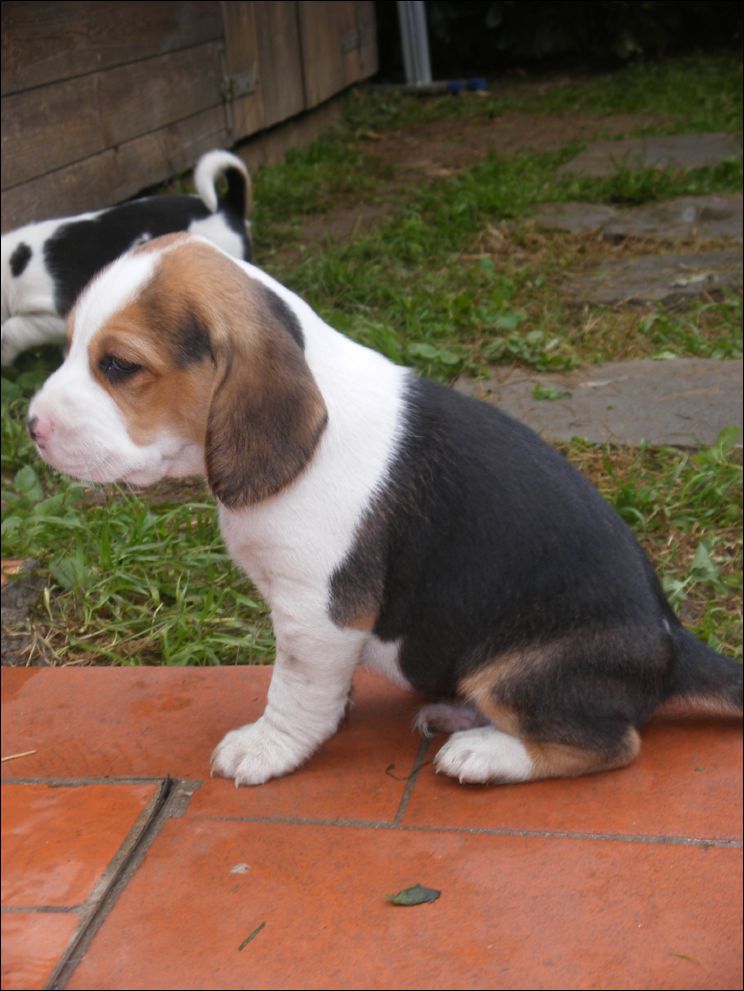 cuccioli amelie-60